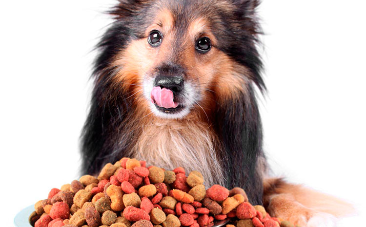 alimento Casera Para Perros