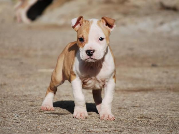 American Staffordshire Terrier lindo hermoso ejemplar de cachorro