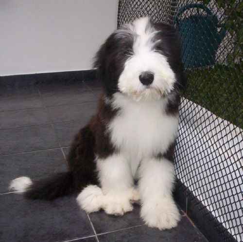 Collie Barbudo cachorro