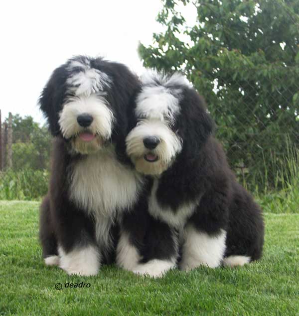 Collie Barbudo cachorros