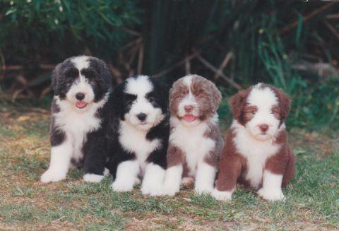 Collie Barbudo familia