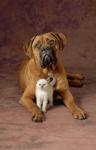 Bullmastiff With Cat