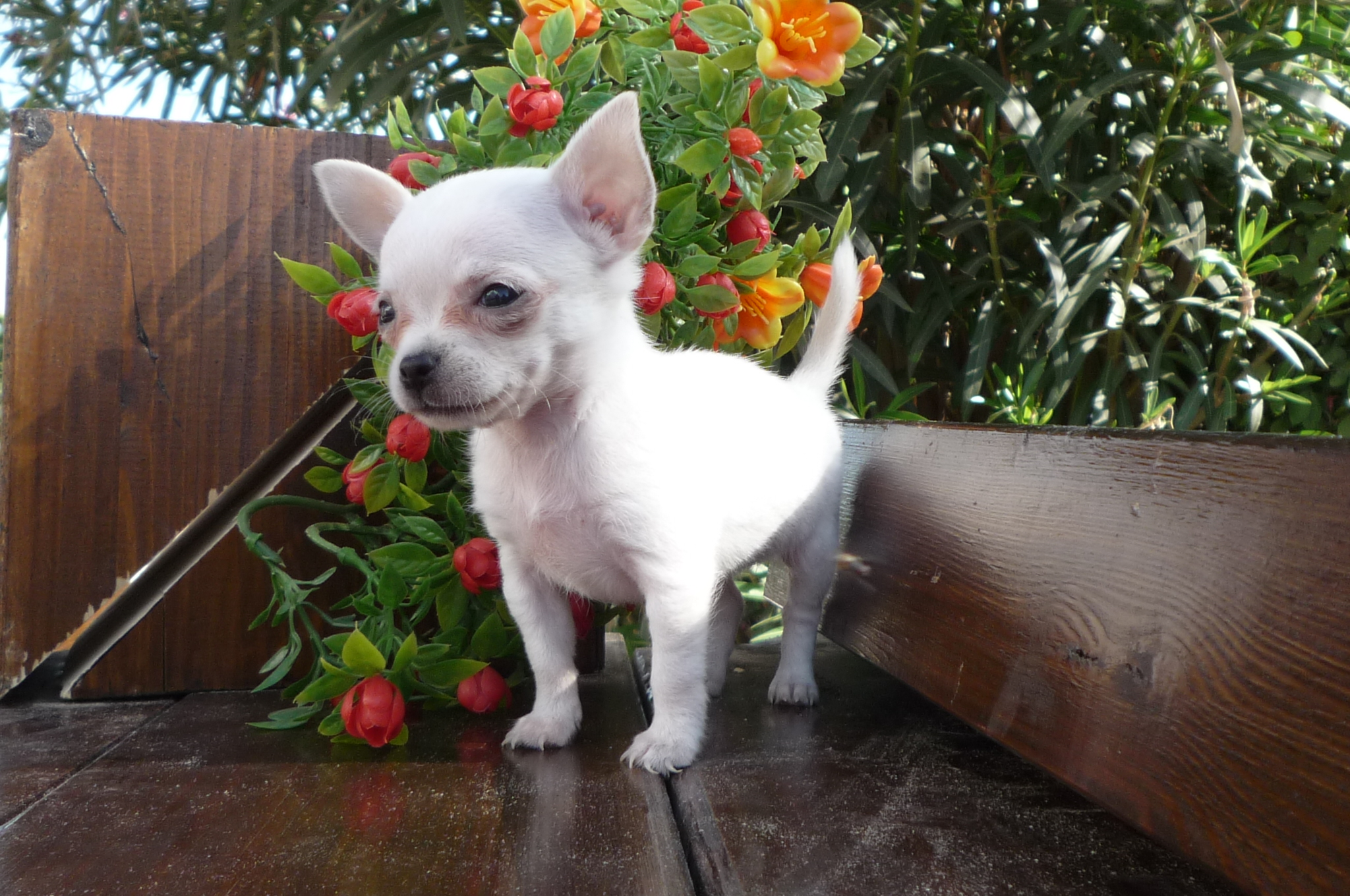 Chihuahua en el jardin