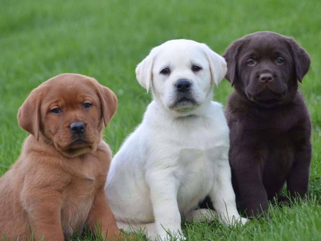 Labrador Retriever puppy colors