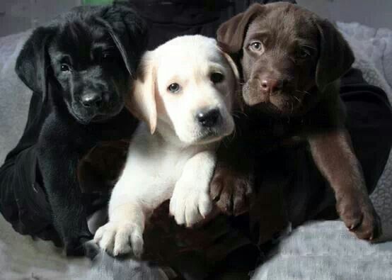 labrador retriever brothers