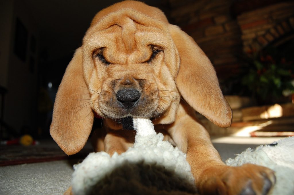 Bloodhound cachorro