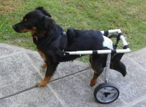 silla de ruedas para perros