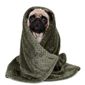 toallas para perros