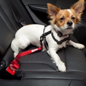 perros pequeños con cinturones de seguridad en el carro 