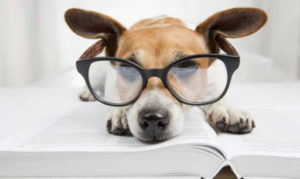 10 Raza de Perros Inteligentes