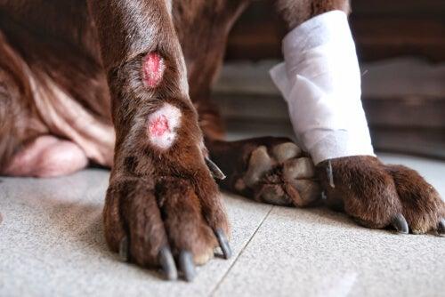 spray heridas animales spray azul cicatrizante para perros