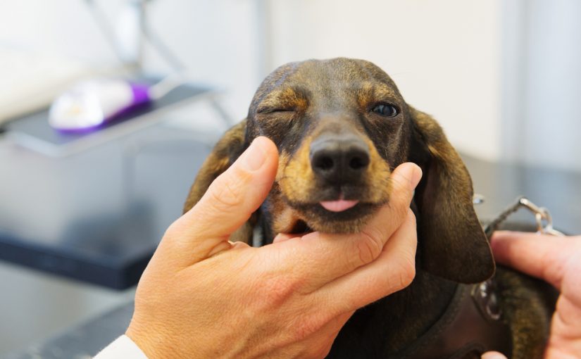 sintomas de un acv en perros con su tratamiento