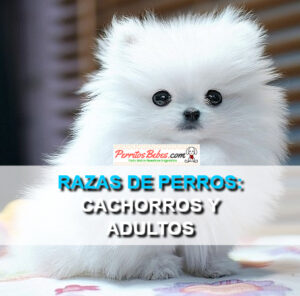 Read more about the article Todas las Razas de Perros Cachorros y Adultos con Fotos