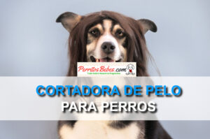 Read more about the article Cortadora de pelo para perros: Cuidando tu mascota