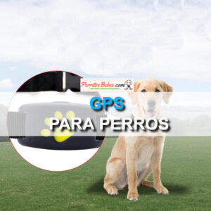 Read more about the article GPS para Perros: Prácticos, Útiles e Indispensables