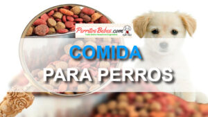 Read more about the article Alimento para Perros ¿Cuál es el mejor para tu mascota?