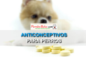 Read more about the article Anticonceptivos para Perros: Prevención de embarazos