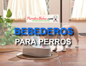 Read more about the article Bebederos para Perros