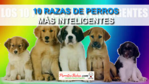 Read more about the article 10 Raza de Perros Inteligentes
