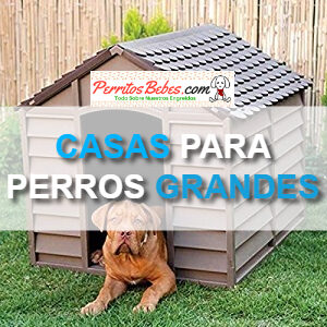 Read more about the article Casas para perros Grandes