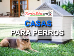 Read more about the article Casas para Perros