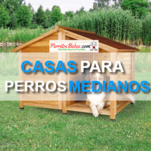 Read more about the article Casas para perros Medianos