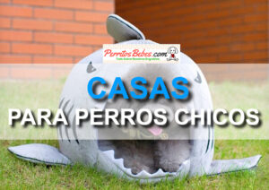 Read more about the article Casas para Perros Chicos