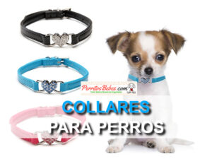 Read more about the article Collares para Perros