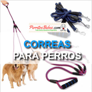 Read more about the article Correas para Perros