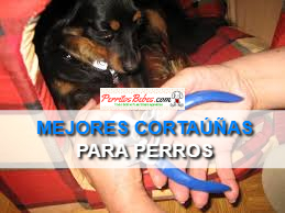 Read more about the article Mejores Cortaúñas para Perros del 2020
