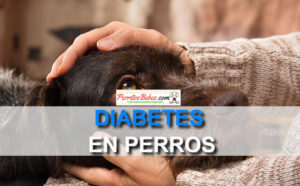 Read more about the article Diabetes en Perros:  Tipos, Tratamiento y Tips sobre su Cuidado