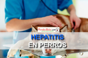 Read more about the article Hepatitis en Perros: ¿Qué hacer si mi perro tiene esta enfermedad?