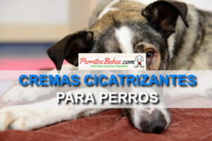 Read more about the article Cremas Cicatrizantes para Perros