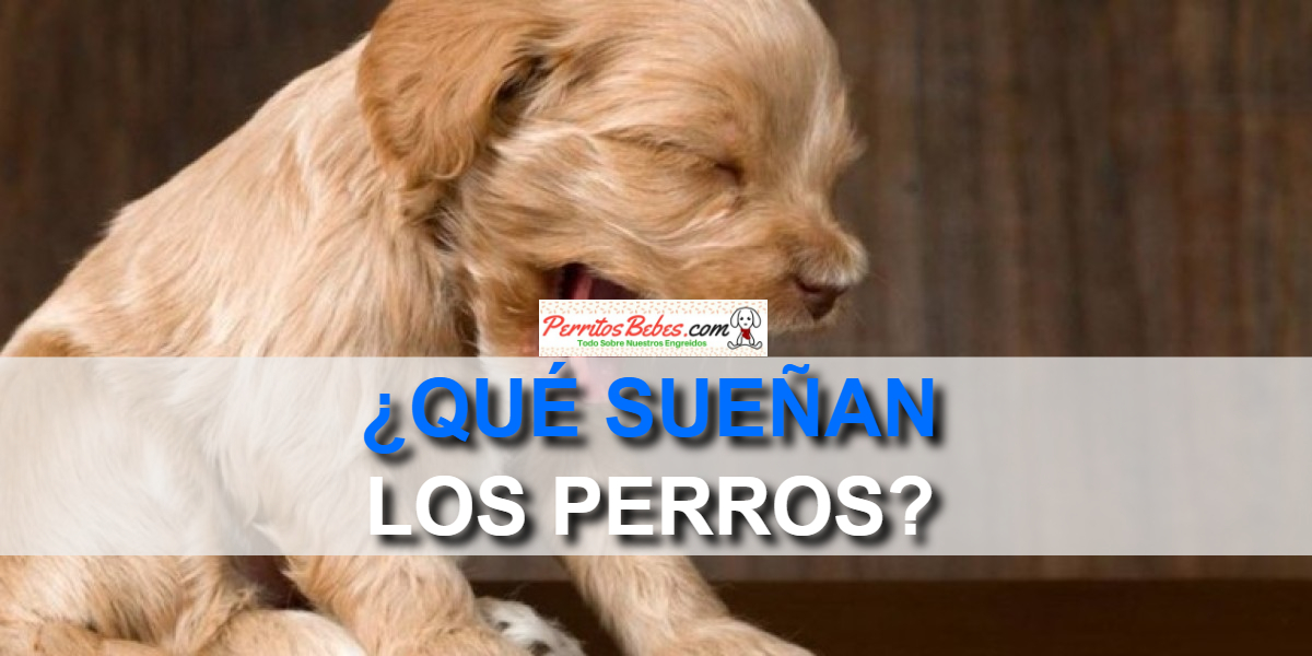 Read more about the article ¿Que sueñan los perros?