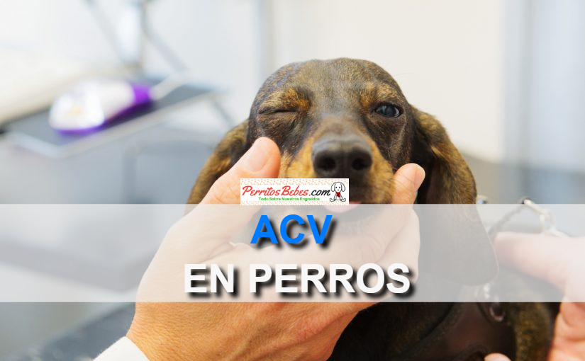 Read more about the article ACV en Perros | Causas, Síntomas y Tratamiento