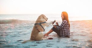 Read more about the article Consejos para Llevar a tu Perro a la Playa