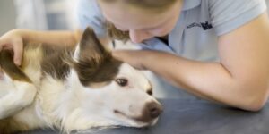Read more about the article La Borreliosis Canina o Enfermedad de Lyme