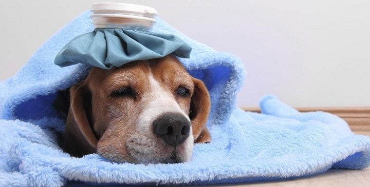 tratamiento para fiebres en perros