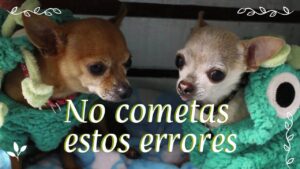 Read more about the article Consejos para el Cuidado y Bienestar de un Perro Chihuahua