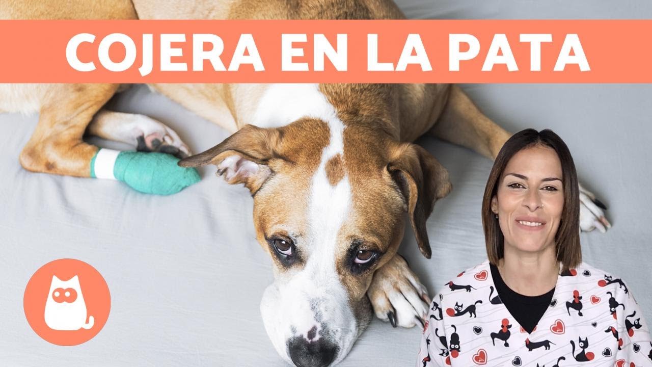 Read more about the article Consejos para el Cuidado de un Perro Cojeando: Lo Que Debes Saber