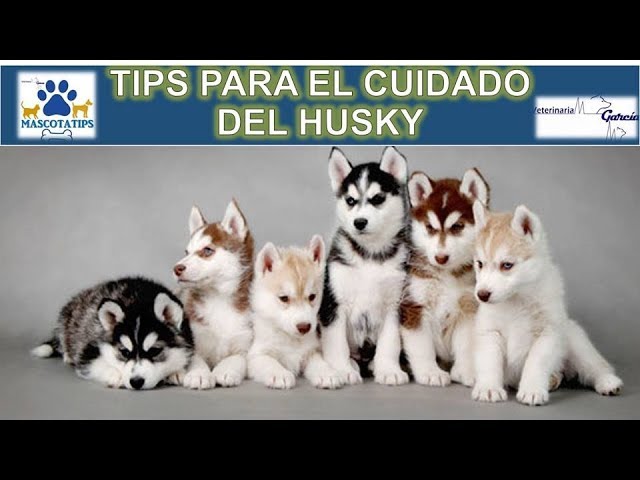 Read more about the article Consejos para el Cuidado de tu Perro Husky: Guía para Principiantes
