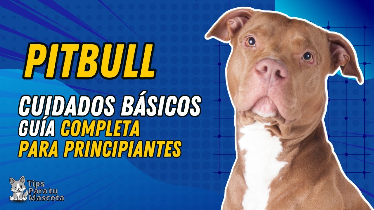 Read more about the article Consejos para el Cuidado del Perro Pitbull: Aprende Cómo Cuidar a Tu Amigo de Cuatro Patas