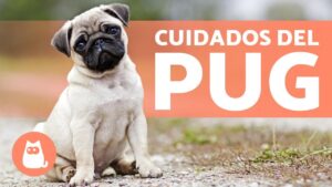 Read more about the article Consejos Prácticos para el Cuidado del Adorable Perro Pug