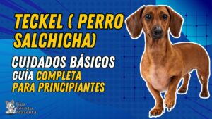 Read more about the article Consejos para el Cuidado y la Salud de tu Perro Salchicha