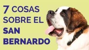 Read more about the article Consejos y Trucos para el Cuidado y Salud de los Perros San Bernardo