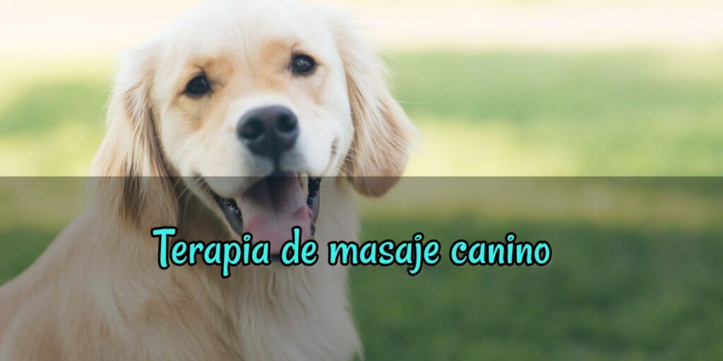 Terapia de masaje canino
