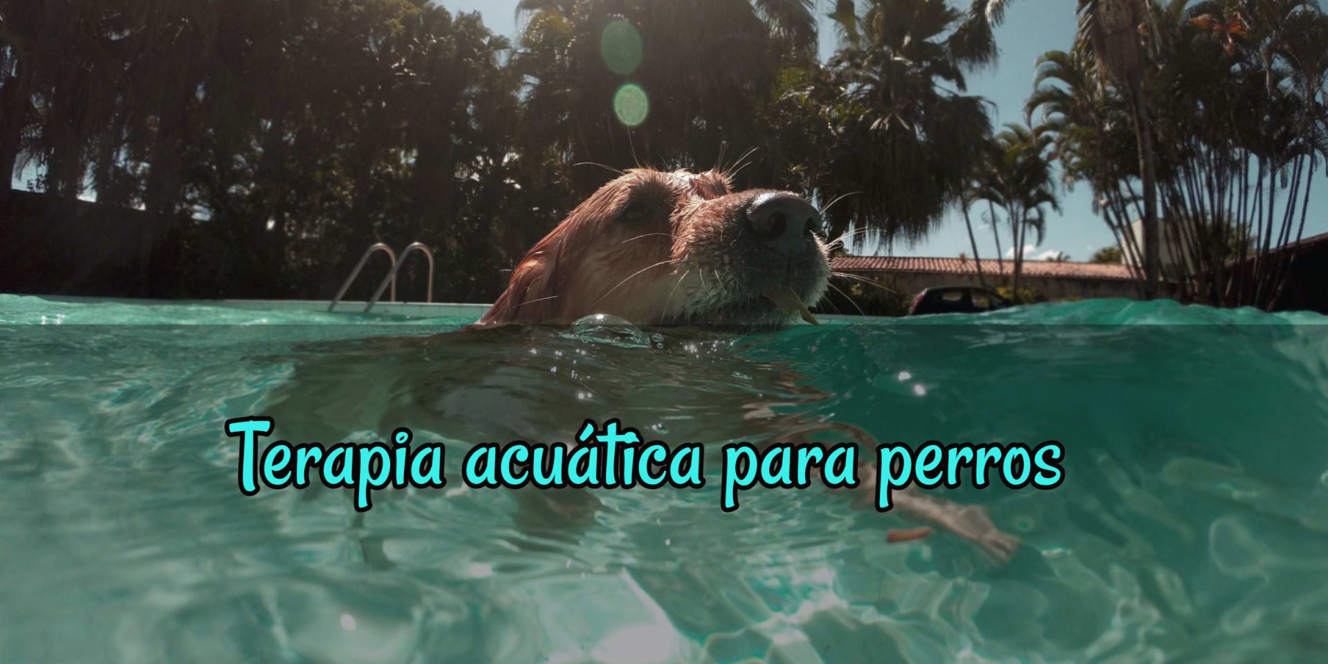 Read more about the article Terapia acuática para perros