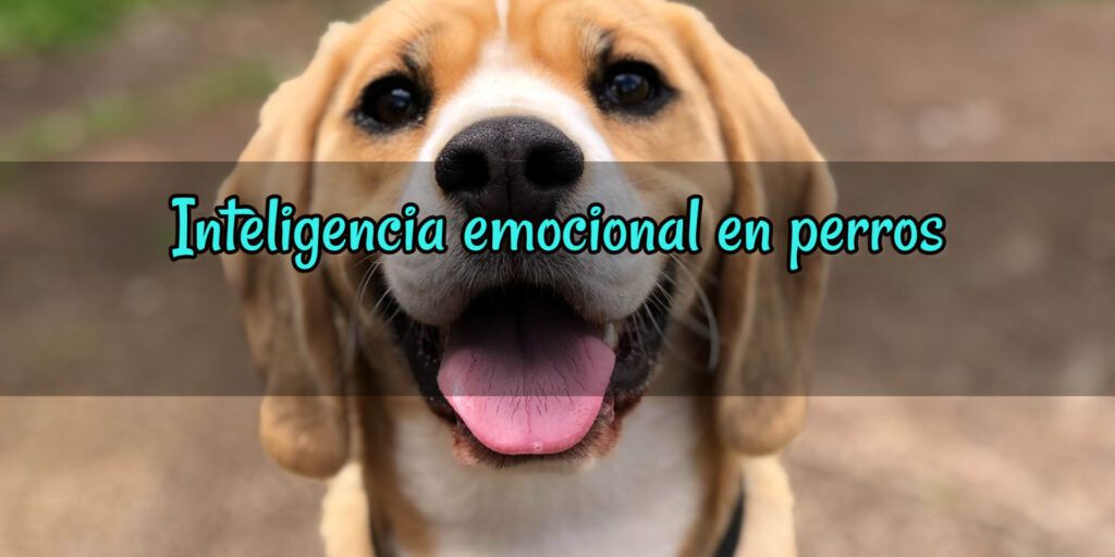 Inteligencia emocional en perros