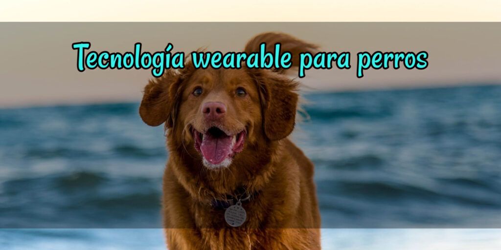 Tecnología wearable para perros